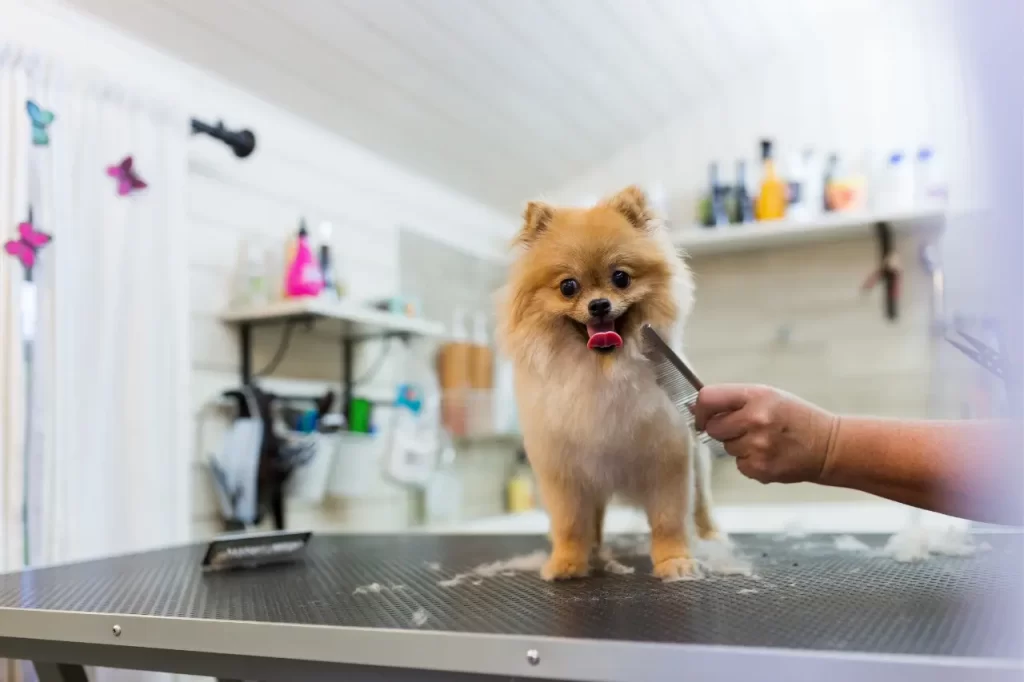 Curso de Tosquia e Grooming IEFP